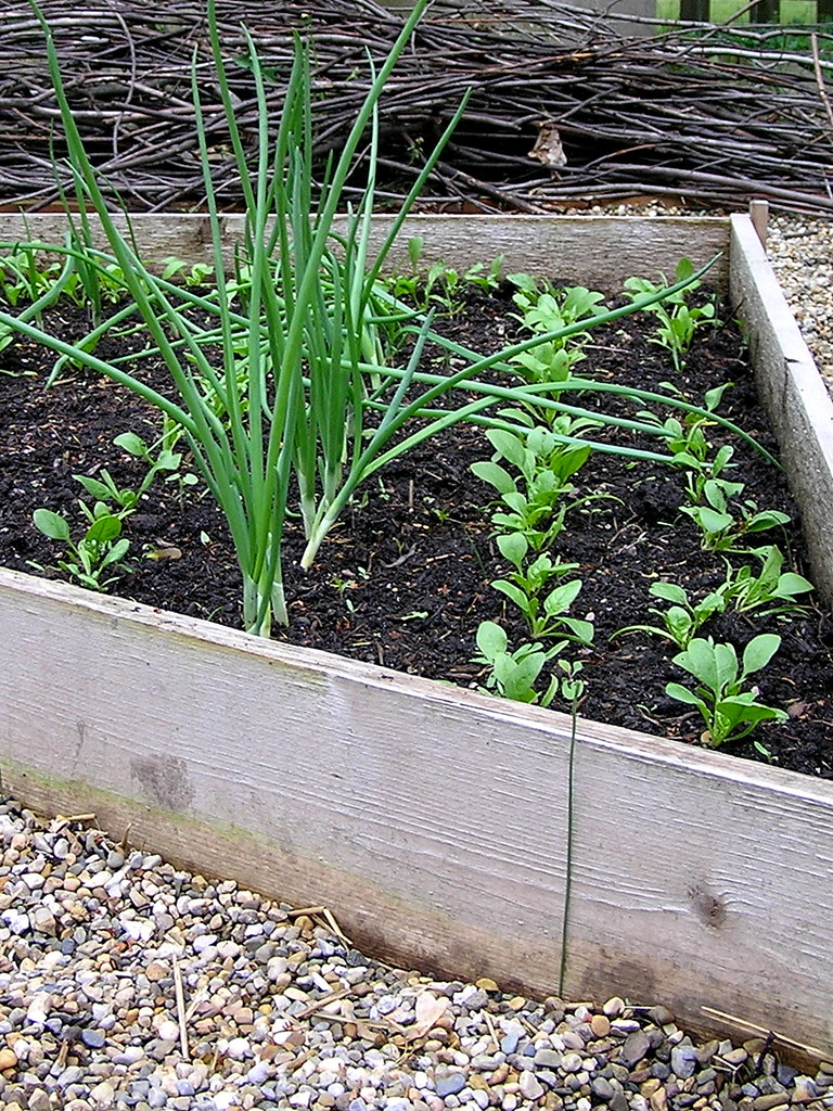 spinach and onion rows