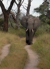 Elephant on road, Savuti, Botswana