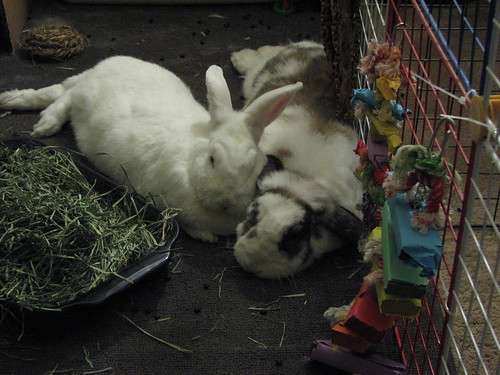 cuddling bunnies