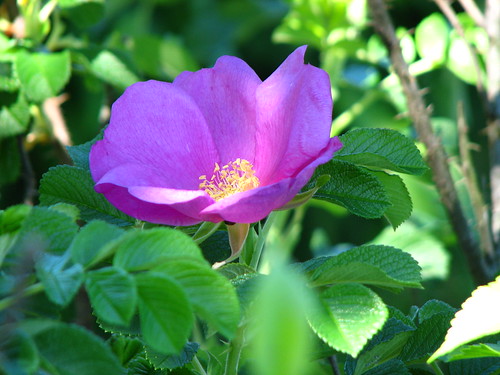 fragrant rose