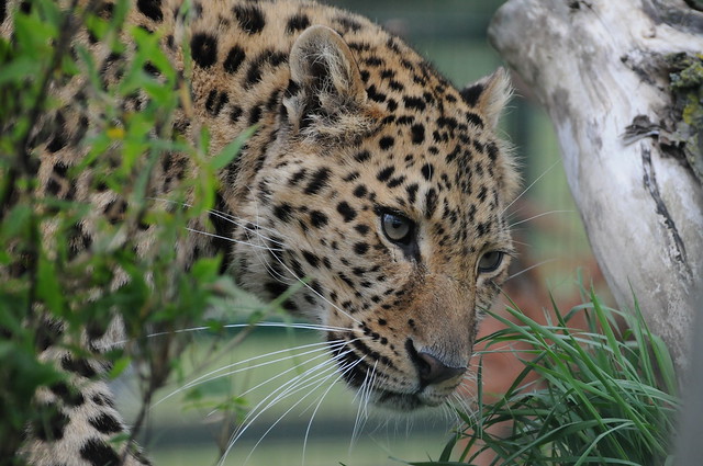 Wildlife HERITAGE FOUNDATION | Flickr - Photo Sharing!