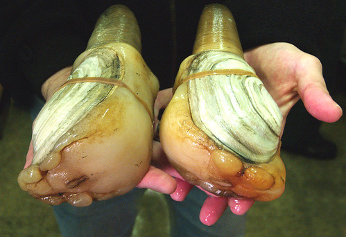 Geoducks, a Washington State delicacy, with a face only a mollusk could love.