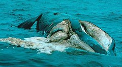 與船隻碰撞並遭螺旋槳割傷而死的露脊鯨。照片來源：美國NOAA漁業署