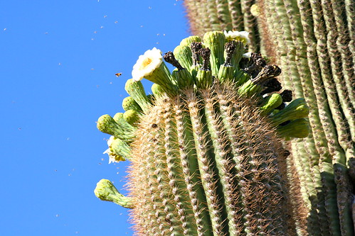 Saguaro bloom week