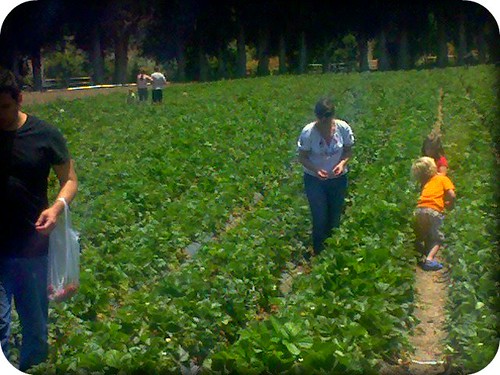 Strawberry Picking Summer 2010