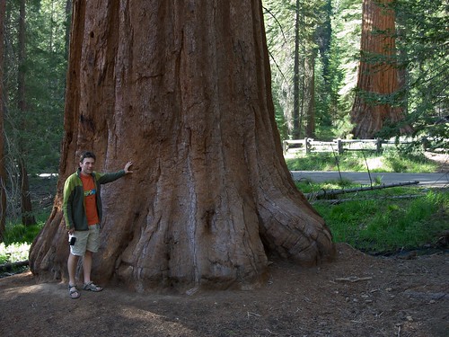 Sequoias in the Mariposa grove
