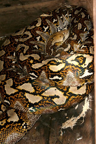 Giant Reticulated Python
