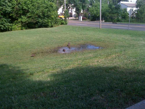 Ducks in a Makeshift Pond