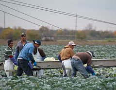 Migrant Workers Picking Cabbages in Ohio