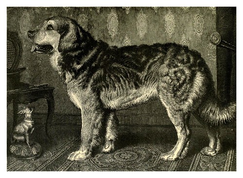 009-El perro Leonberg-The illustrated book of the dog 1881- Vero Kemball Shaw