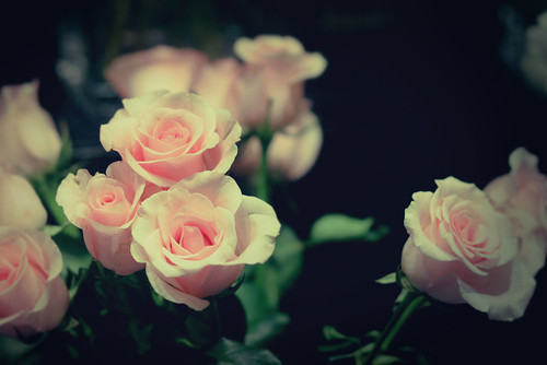  フリー画像| 花/フラワー| 薔薇/バラ| ピンク/花|        フリー素材| 