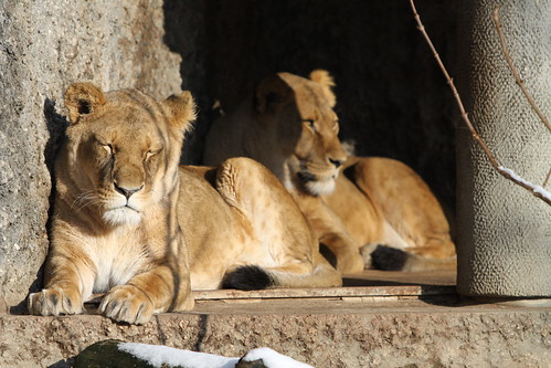 Lions @ Artis Zoo, Amsterdam, Holland