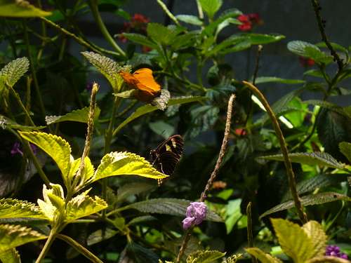 Smithsonian Butterflies