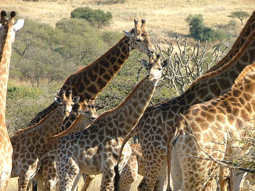 group of giraffs