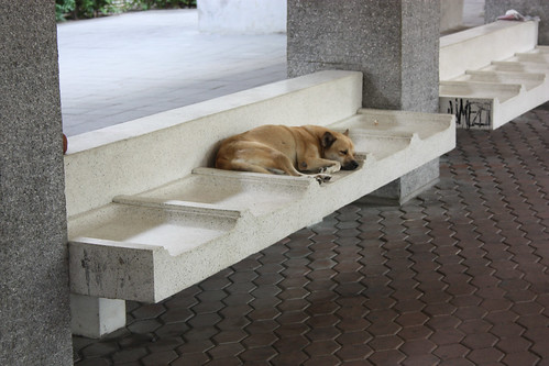 Dog finds a spot to sleep at the ferry stop