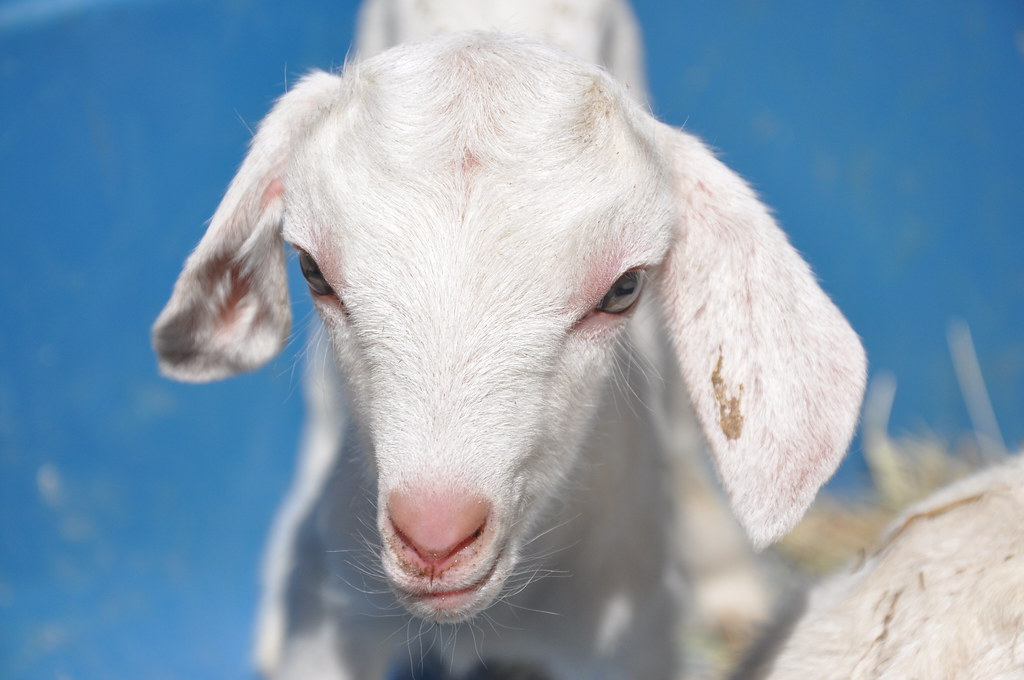 Baby Saanen Goats