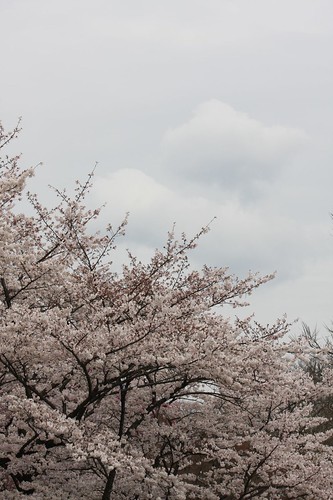 The cherry tree which reaches the sky