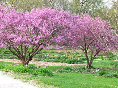 redbud trees opened April 5, 2010