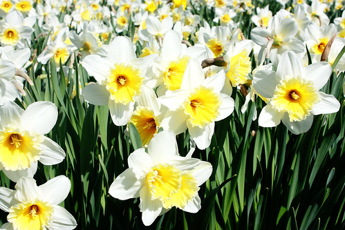daffodils & dandelions