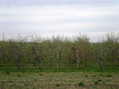 Apple Orchard in the Spring