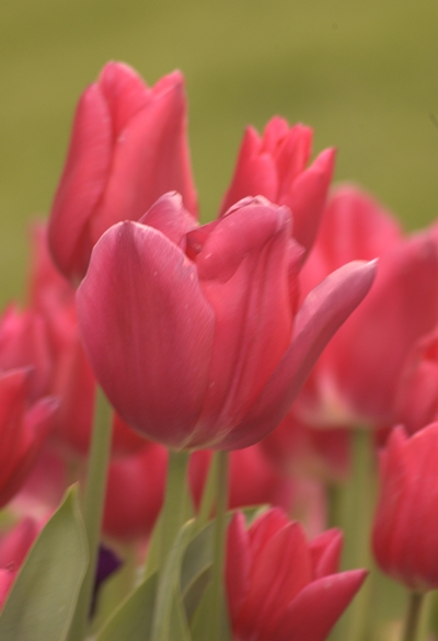 04-30-2010_reddish-pink-tulips_rs