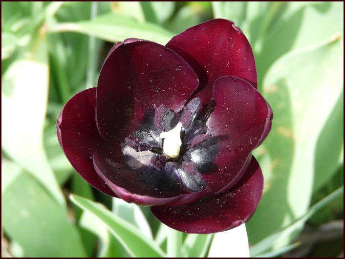 tulipe 02