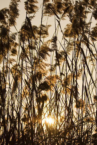 Sunset in the reeds (by storvandre)