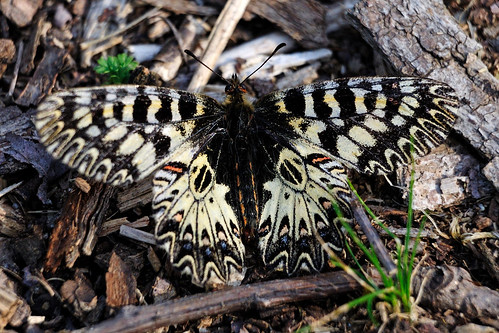 black and white patterns butterfly. Black and white (ste.it) Tags: