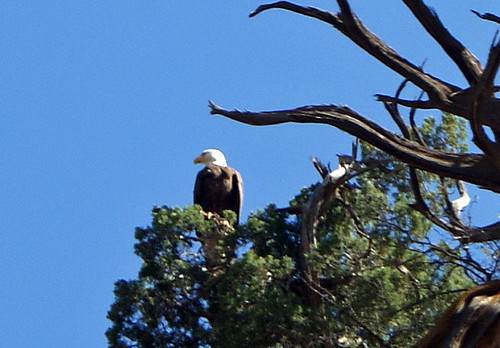 Bald Eagle in the Verde Canyon