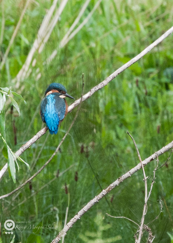 Juvenile Kingfisher 2