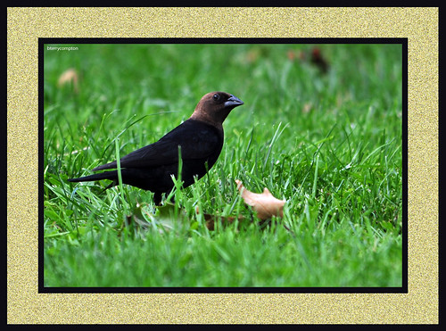 common grackle bird. DSC_8184_1_72 - Common Grackle by bterrycompton