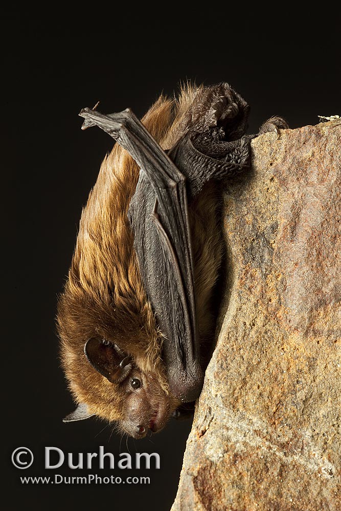 big brown bat (Eptesicus fuscus)