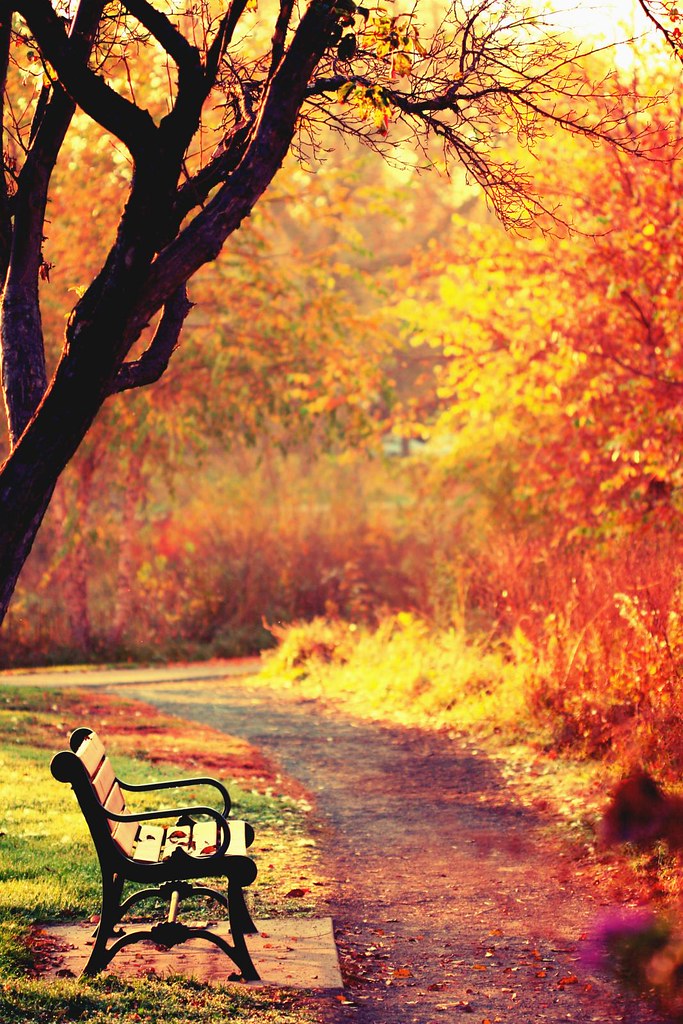 peaceful looking bench