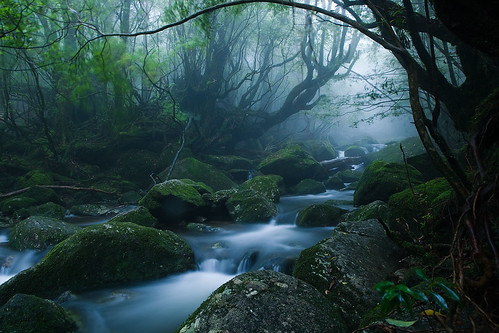 フリー画像|自然風景|河川の風景|森林/山林|屋久島|日本風景|世界遺産/ユネスコ|フリー素材|