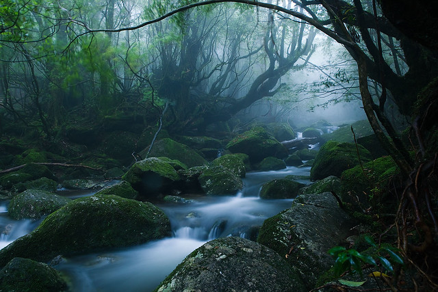 Mononoke forest, Yakushima island