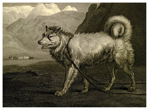 028-Perro de Groenlandia-The sportsman's repository 1845- John Scott