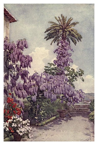 014-Wistaria en la Quinta da Levada Madeira-The flowers and gardens of Madeira - Du Cane Florence 1909