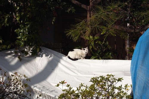 Today's Cat@2010-01-23