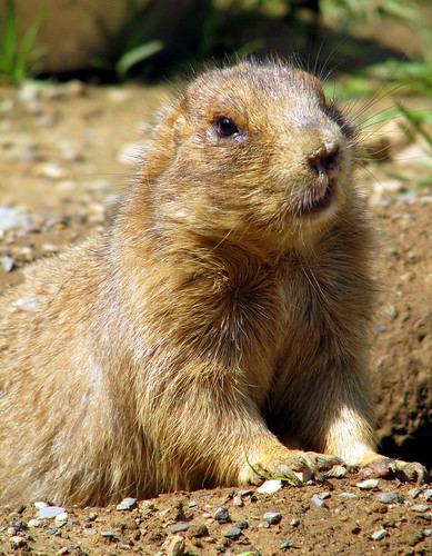 Prarie Dog at the Knoxville Zoo