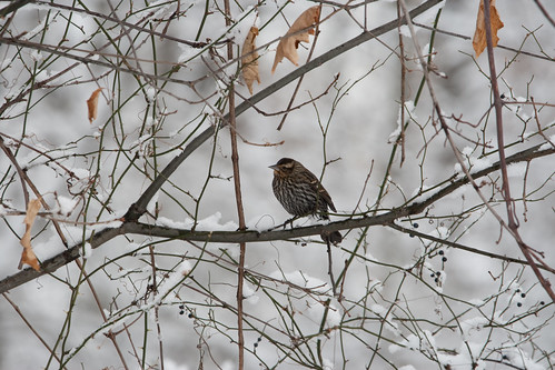 Bird on Snowy Branches