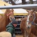 Gordonville Horse auction #6