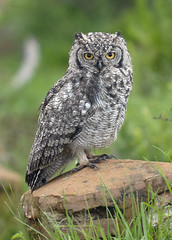 Spotted Eagle Owl at Nyika
