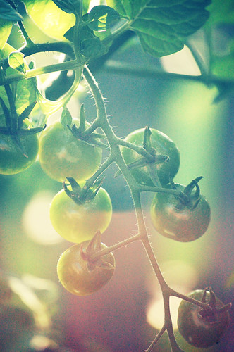 416:1000 Tomatoes redux