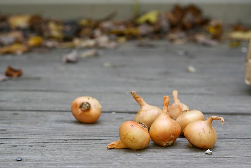 Planting Perennial Potato Onions