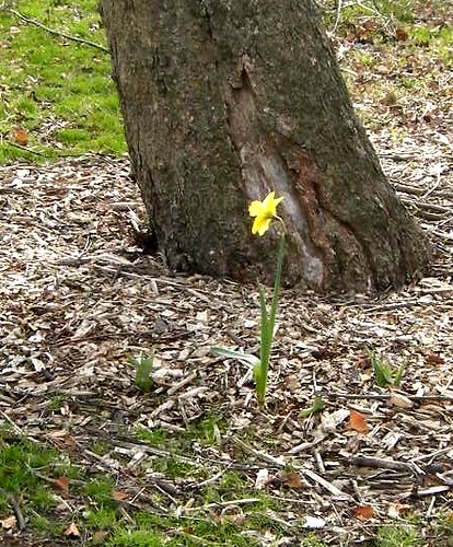 daffodil near tree