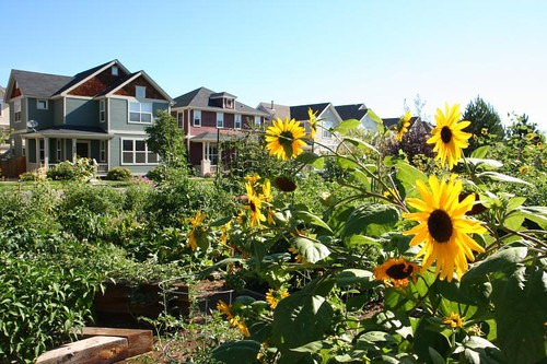 Highlands' Garden Village, Denver (courtesy of Calthorpe Associates)