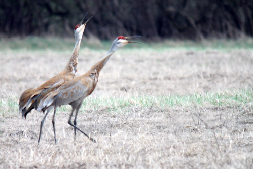 Sandhill Cranes (Digiscoped)