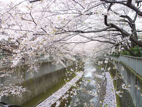 神田川・小滝橋の桜