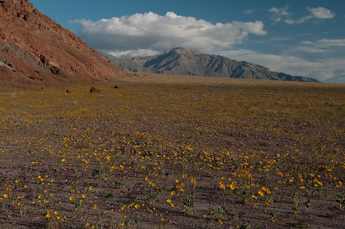 Desert Gold, one of the images from Death Valley