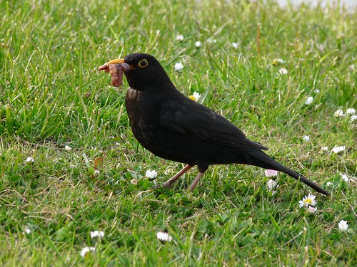 12308 - Blackbird with stuffed beak
